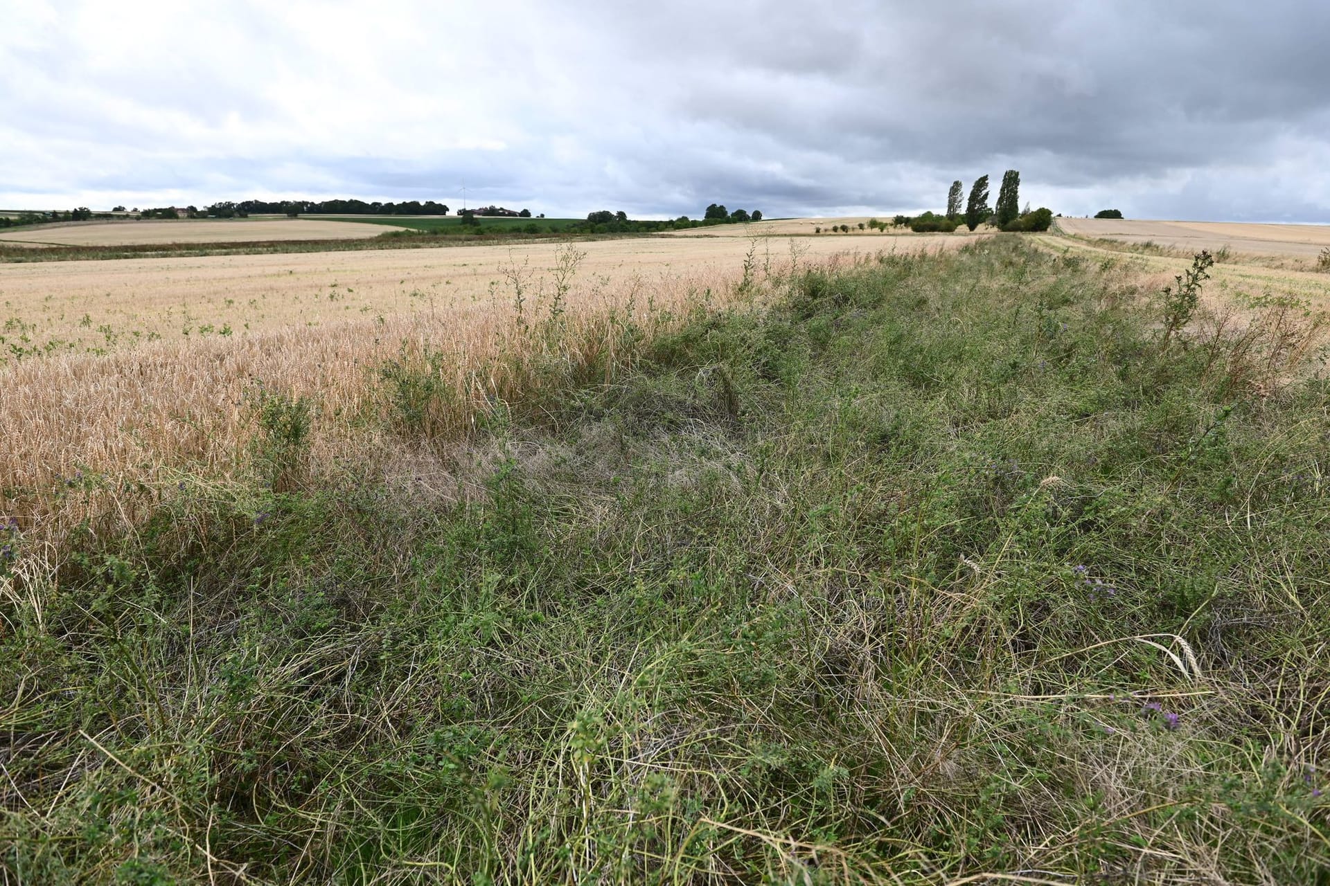 Feld