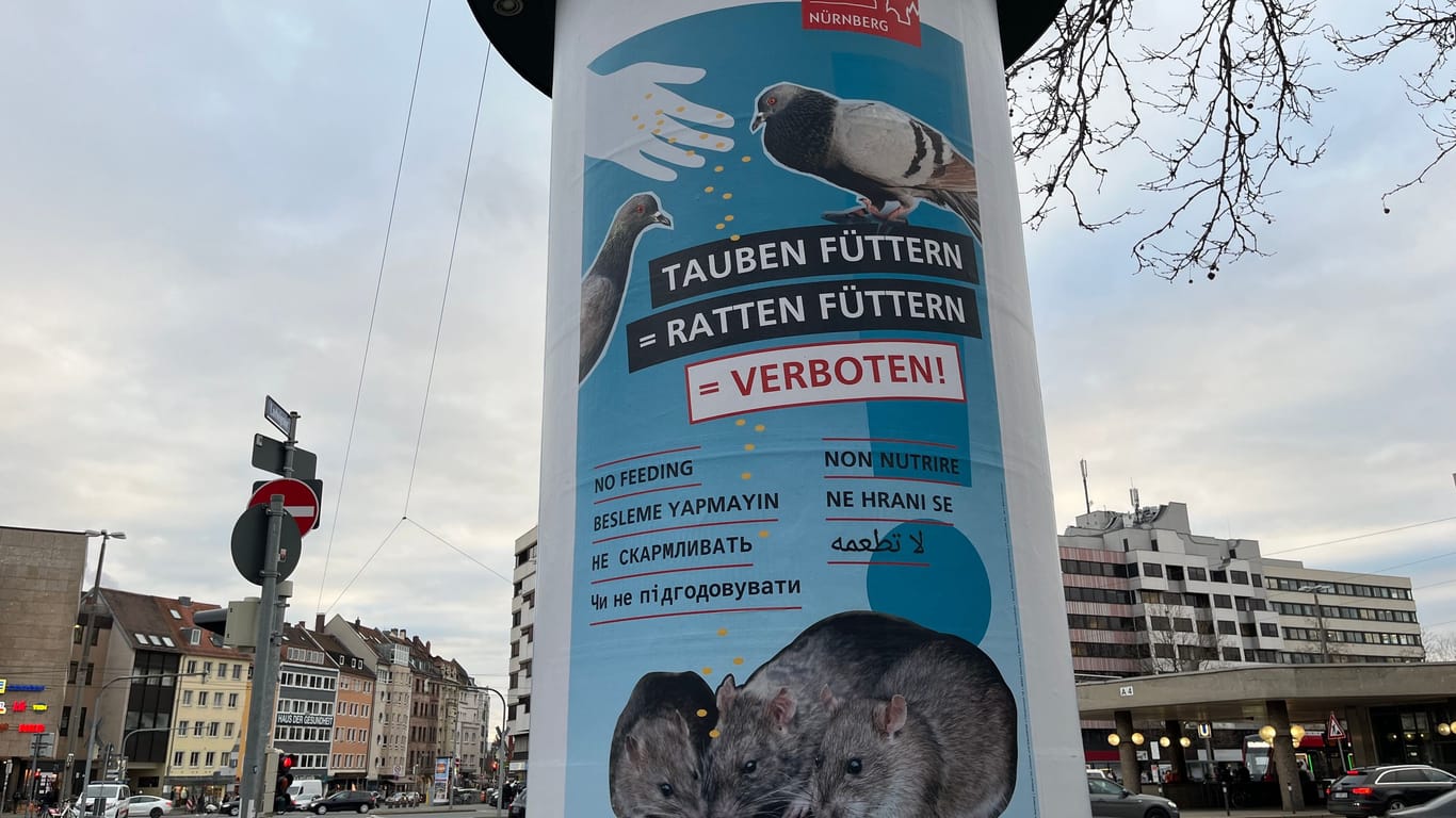 Mit diesen Plakaten warnt die Stadt davor, Tauben zu füttern: Von dem Futter ernähren sich nämlich auch Ratten.