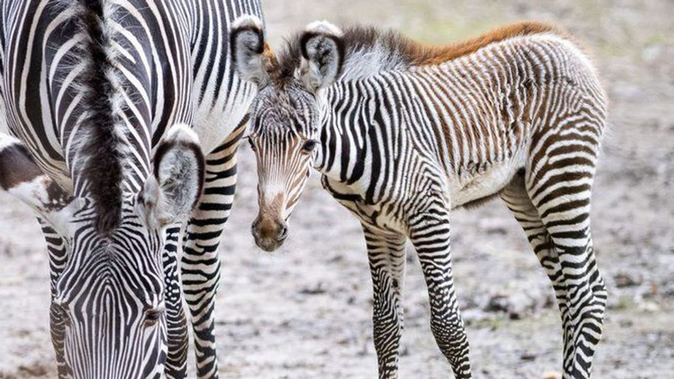 Mini-Hengst Lumi: Das Zebra gehört zu einer stark gefährdeten Art.