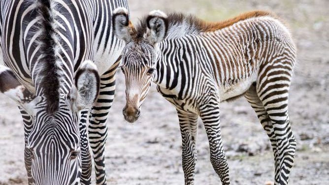 Mini-Hengst Lumi: Das Zebra gehört zu einer stark gefährdeten Art. Mini-Hengst Lumi: Das Zebra gehört zu einer stark gefährdeten Art.