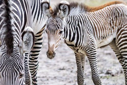 Mini-Hengst Lumi: Das Zebra gehört zu einer stark gefährdeten Art.