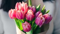 Wie halten Tulpen länger? Tipps und Tricks