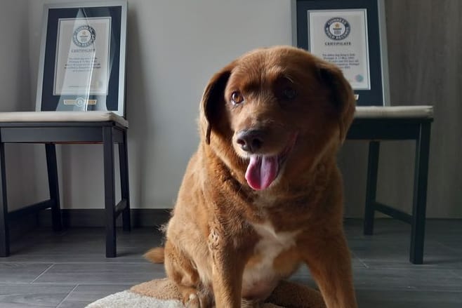 Bobi, ein portugiesischer Hund der Rasse Rafeiro do Alentejo (Archivbild): Ihm wurde der Titel "ältester Hund aller Zeiten" aberkannt.