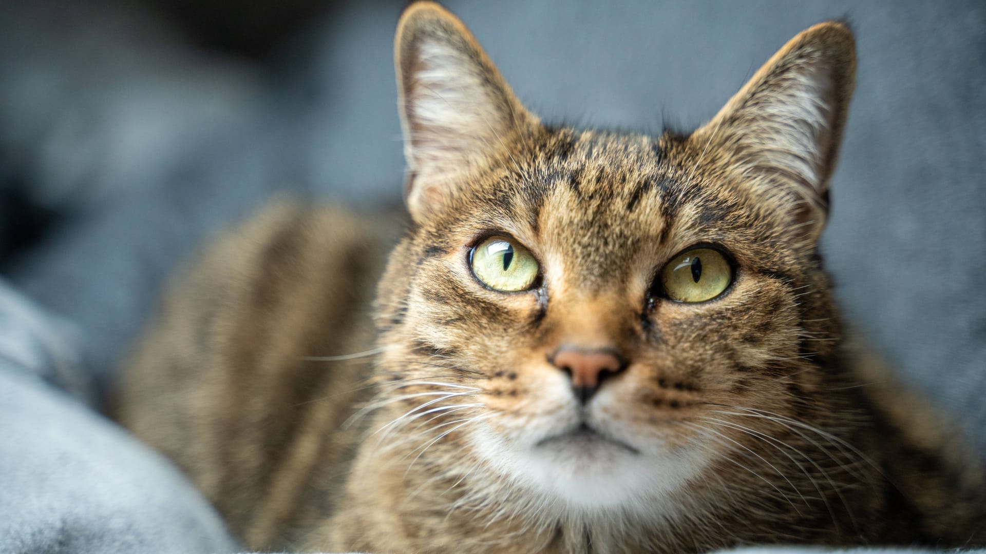 Kater schaut zur Kamera (Symbolfoto): In Delmenhorst hat eine Polizistin ein solches Tier erschossen.