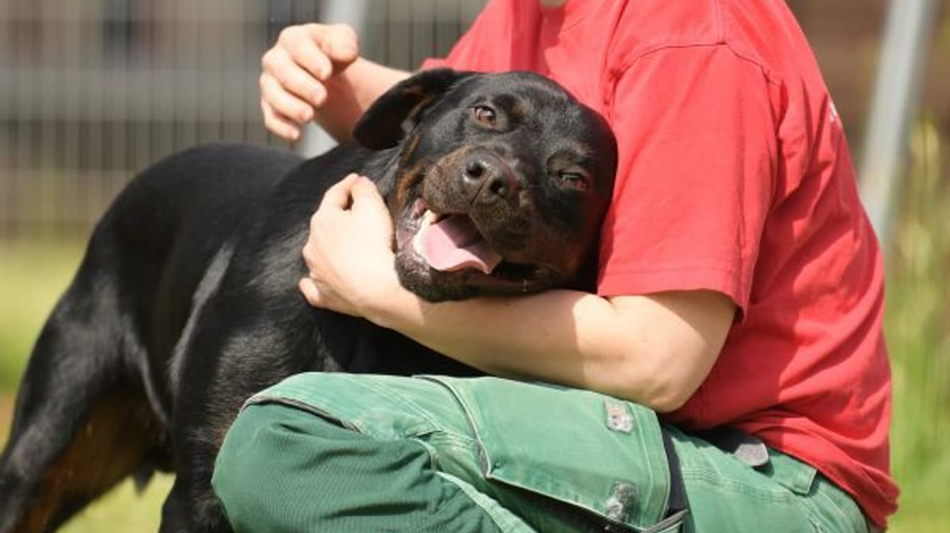 Balu mit einer Tierpflegerin im Tierheim Berlin: Für den Hund wird dringend eine Pflegestelle gesucht.