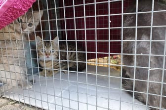 Babykatzen von der Straße sitzen in einem Käfig