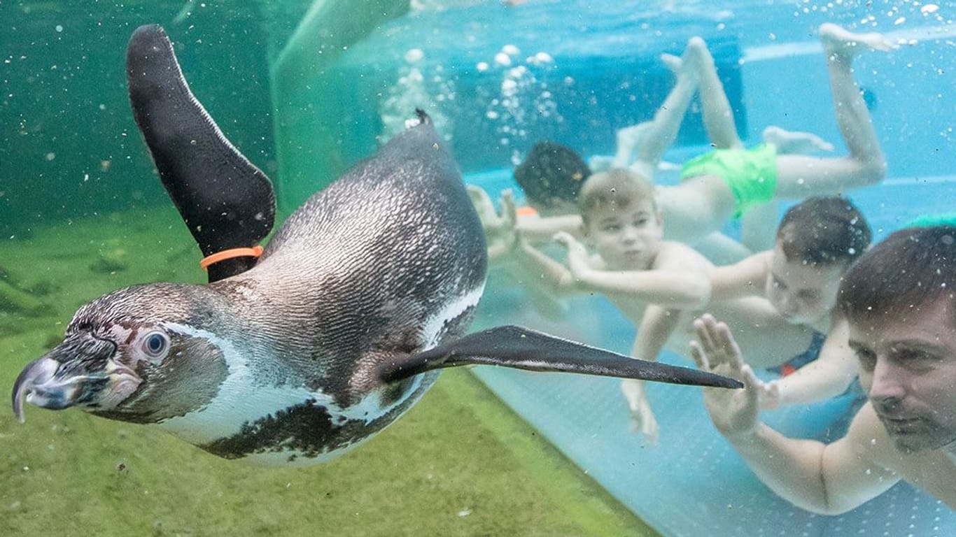 Innerhalb weniger Wochen starben in den Spreewelten acht Humboldt-Pinguine: Im Bad können Gäste durch eine Glasscheibe Pinguine beim Schwimmen beobachten.
