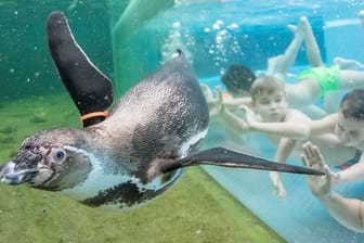 Innerhalb weniger Wochen starben in den Spreewelten acht Humboldt-Pinguine: Im Bad können Gäste durch eine Glasscheibe Pinguine beim Schwimmen beobachten.