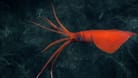Neue Spezies: Forscher haben tief im Meer mehrere neue Lebewesen entdeckt.