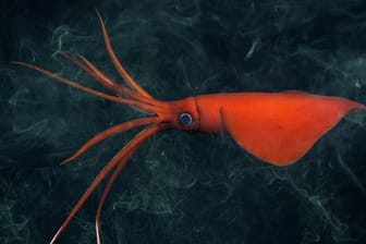Neue Spezies: Forscher haben tief im Meer mehrere neue Lebewesen entdeckt.