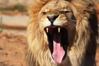 Ein Löwe (Symbolbild): Das Tier trat wohl aggressiv auf.