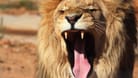 Ein Löwe (Symbolbild): Das Tier trat wohl aggressiv auf.