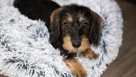 München: Martin Rütter warnt – Frau beim Kauf von Hundewelpen abgezockt