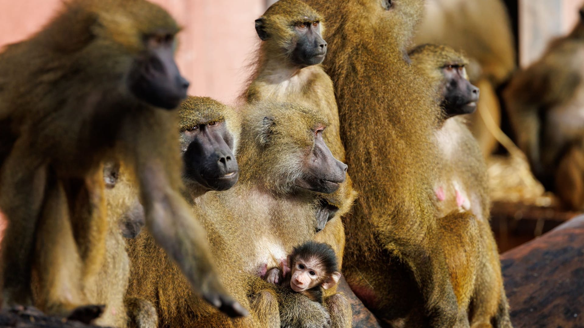 Im Nürnberger Tiergarten leben 45 Paviane, eigentlich wäre die Anlage aber nur für 35 Tiere ausgelegt.