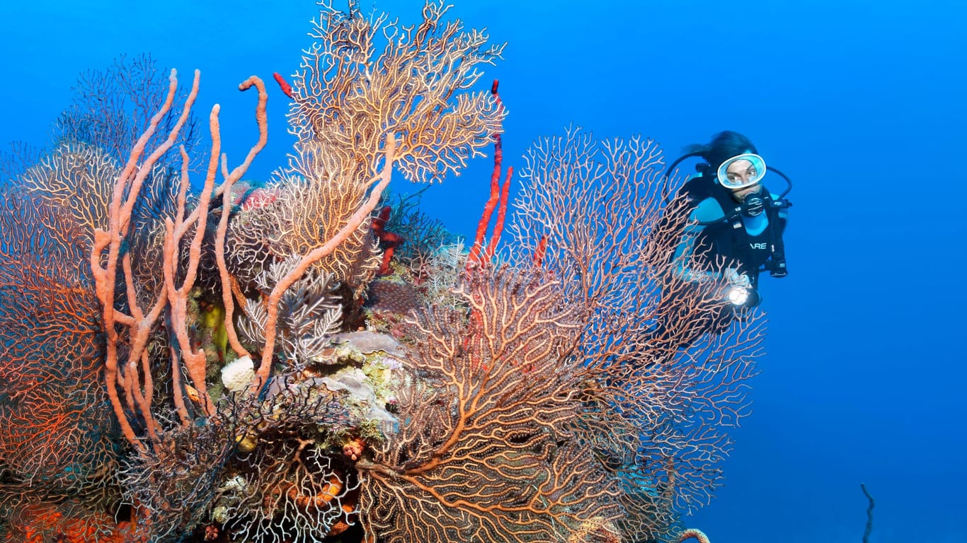 Verschiedene Schwämme und Korallen im karibischen Meer (Archivbild): Eine neue Studie hat anhand der Schwämme die Entwicklung der Meerestemperatur nachvollzogen.