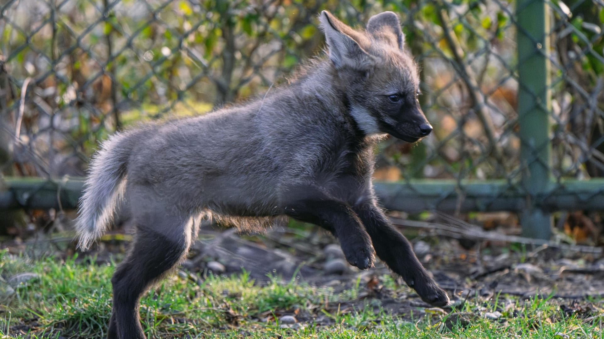 Verspielt und voller Power: Die Wolfsjungen in München erfreuen sich bester Gesundheit.