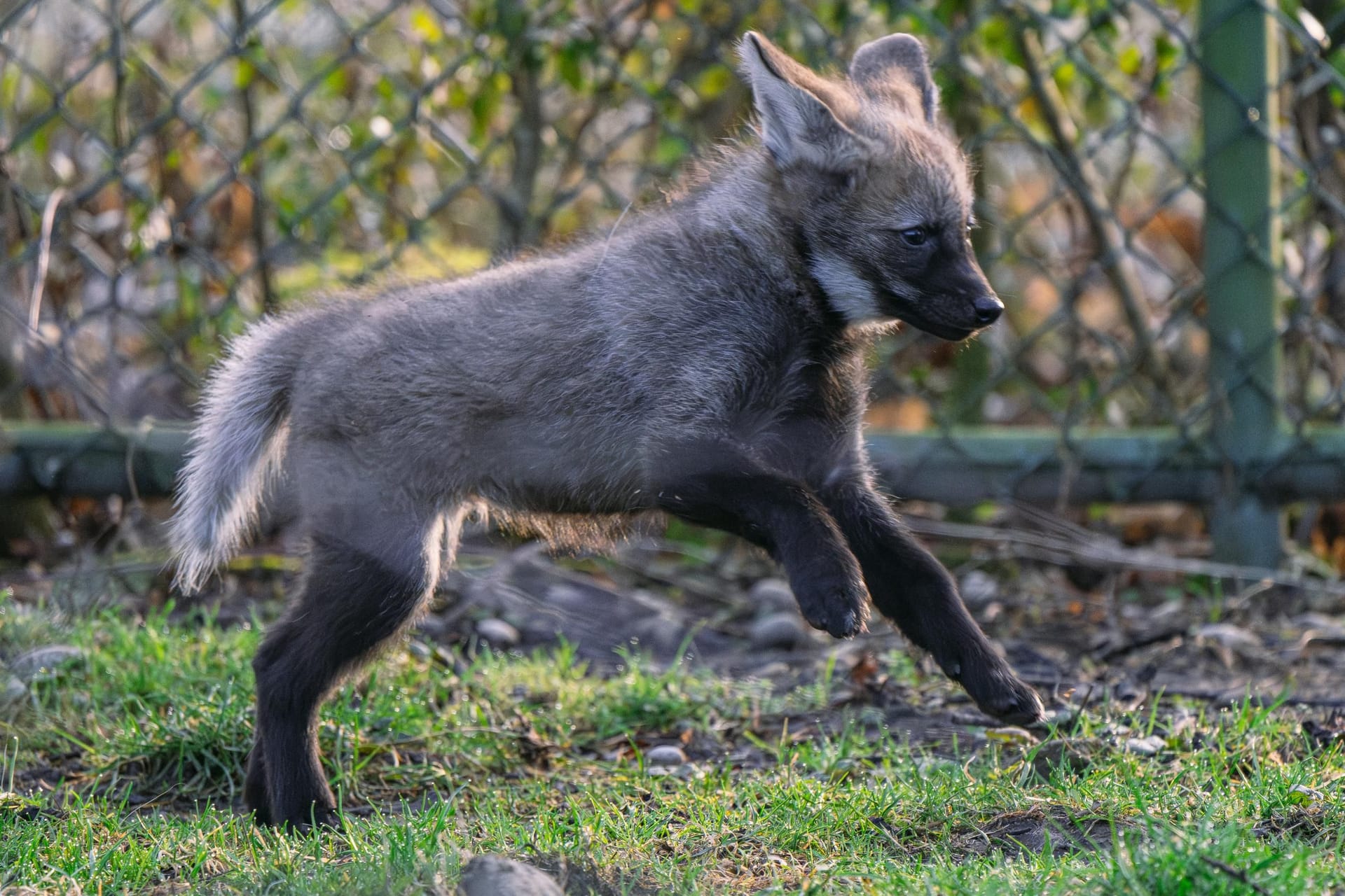 Verspielt und voller Power: Die Wolfsjungen in München erfreuen sich bester Gesundheit.