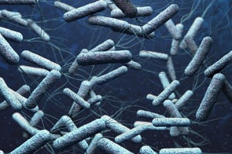 Cholera: Die Bakterien produzieren im Darm der Infizierten Giftstoffe.
