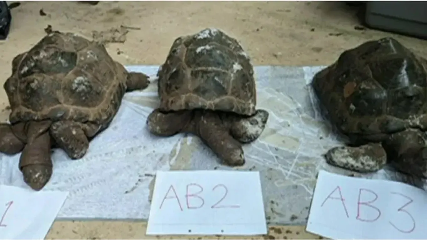 Drei der Schildkrötenkadaver: Insgesamt wurden neun tote Tiere in einem Waldstück in England gefunden.