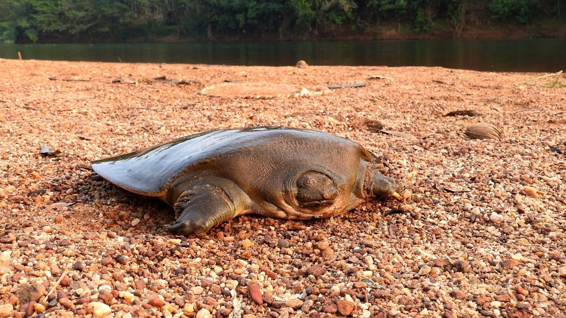 Cantors Riesen-Weichschildkröte