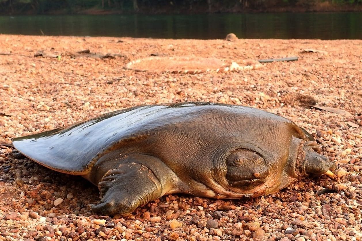 Cantors Riesen-Weichschildkröte