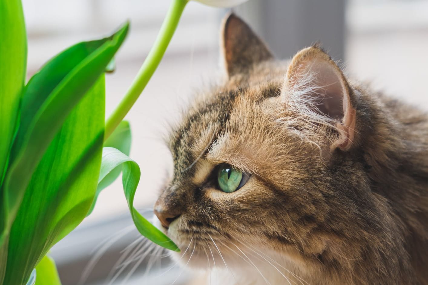 Gefahr für Samtpfoten: Achten Sie immer darauf, dass Ihre Katze Blume nicht zu nahe kommt.