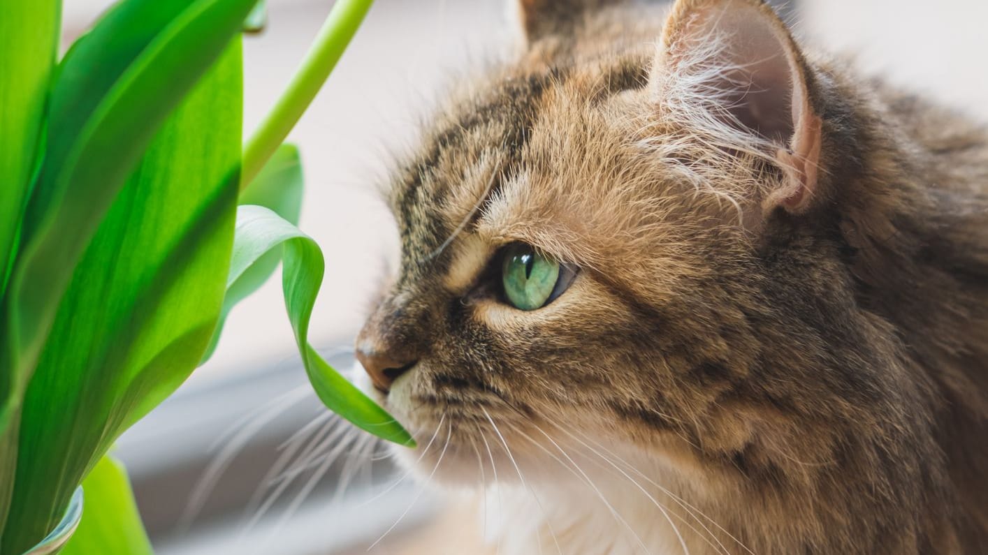 Gefahr für Samtpfoten: Achten Sie immer darauf, dass Ihre Katze Blume nicht zu nahe kommt. Gefahr für Samtpfoten: Achten Sie immer darauf, dass Ihre Katze Blume nicht zu nahe kommt.