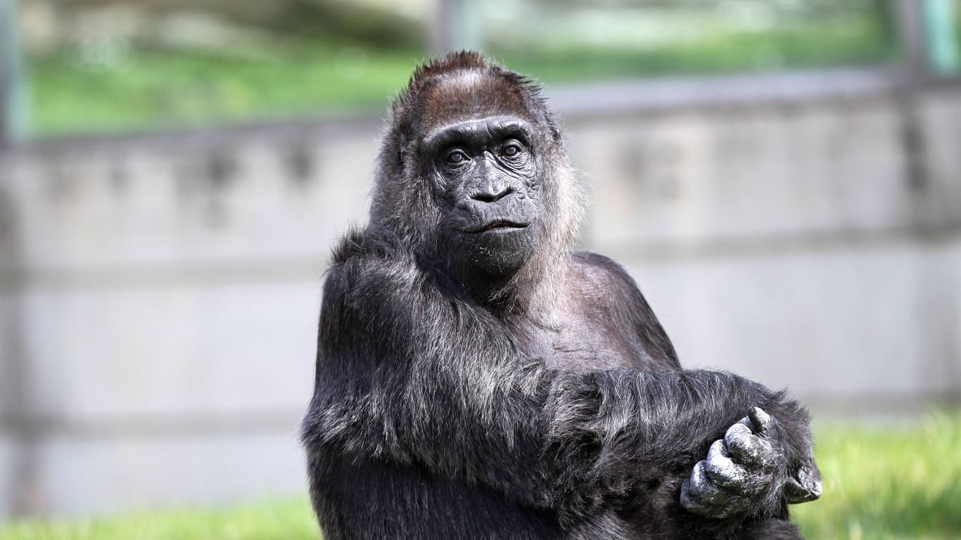 Berliner Zoo: Die Gorilladame Fatou ist jetzt das älteste Tier im Zoo.