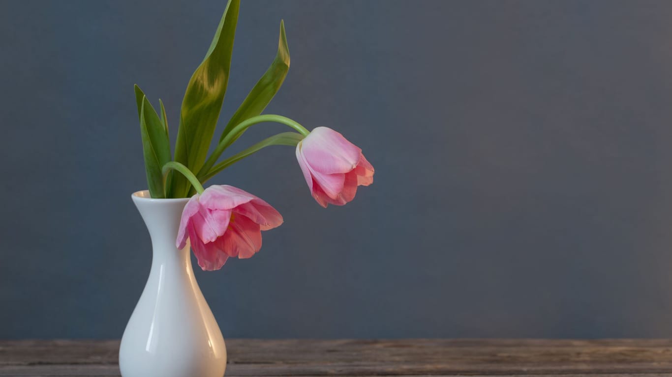 Tulpen lassen schnell den Kopf hängen: Das kann an dem falschen Standort liegen.