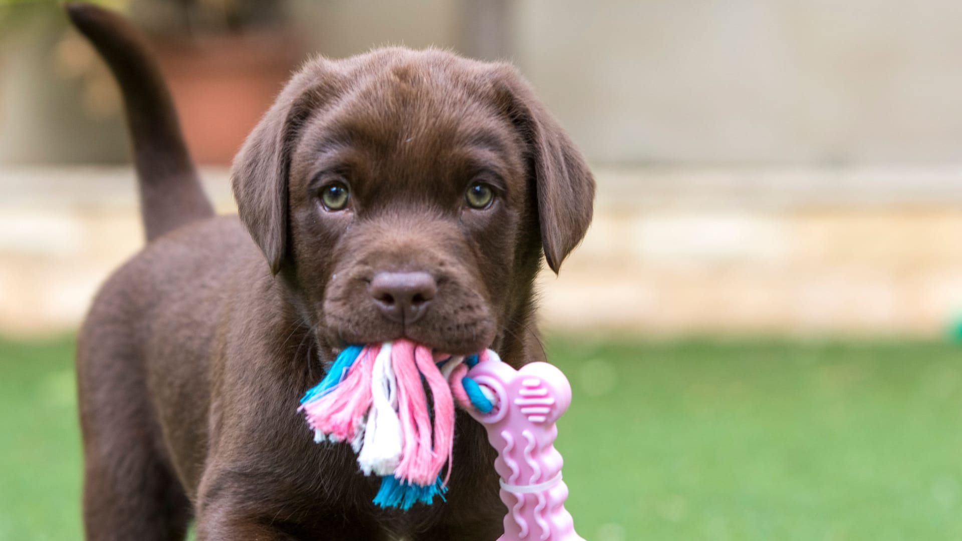 Ein Welpe trägt ein Spielzeug: In mehreren Städten Deutschlands wird "Puppy Yoga" angeboten.