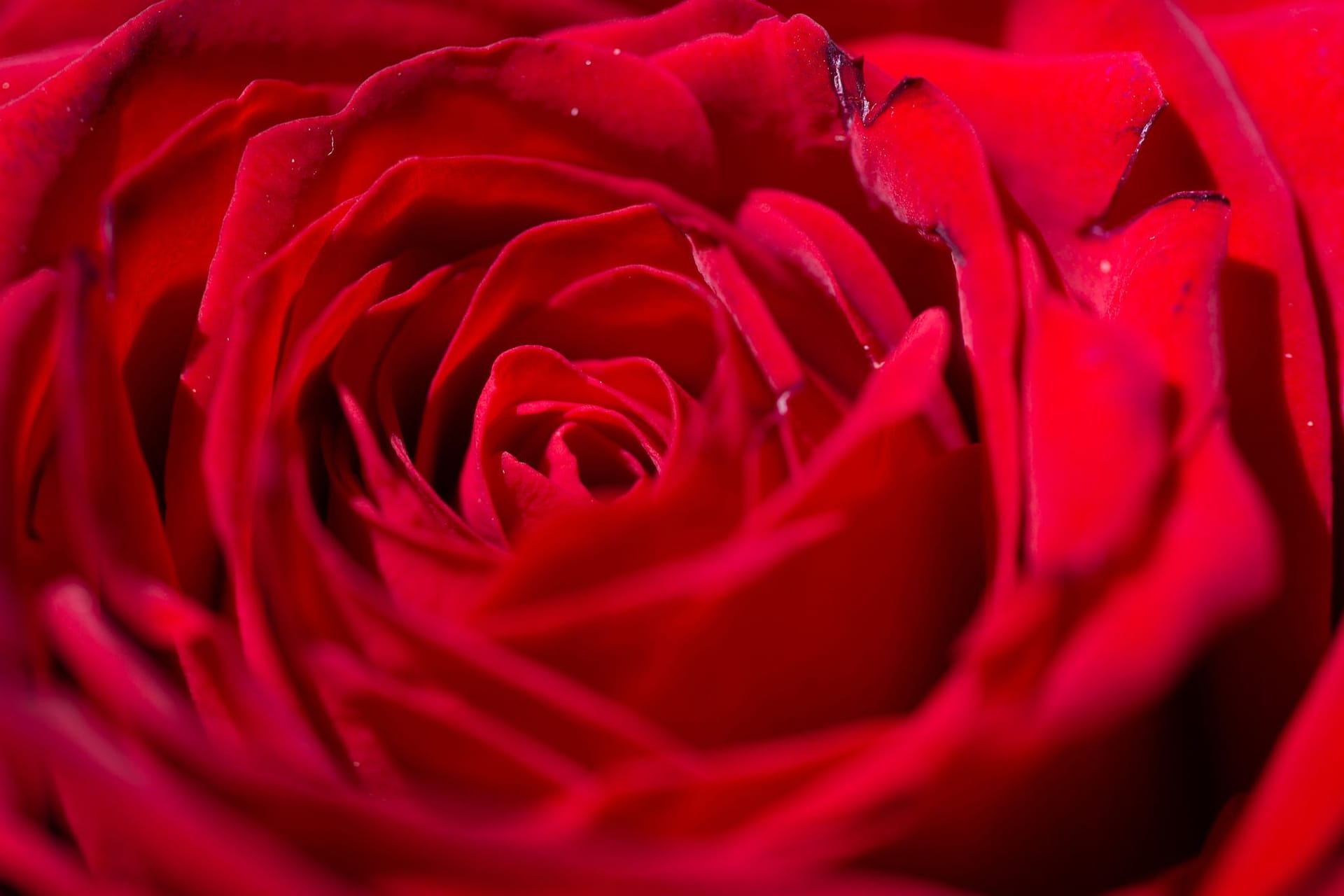 Rose Rose