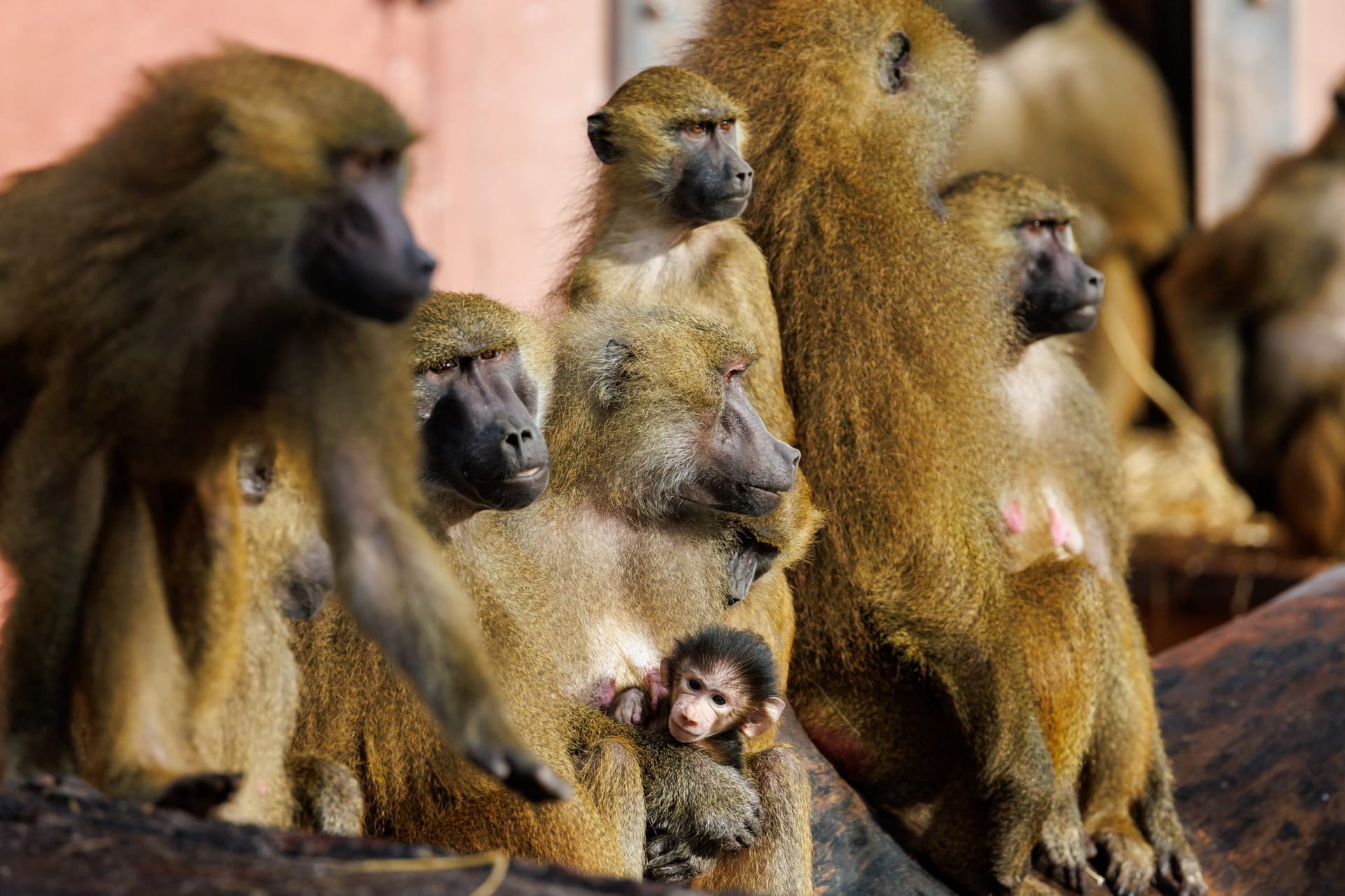 Die Guinea-Paviane in Nürnberg: Wenn es nach dem Willen des Zoos geht, könnte ein Teil von ihnen sterben müssen.