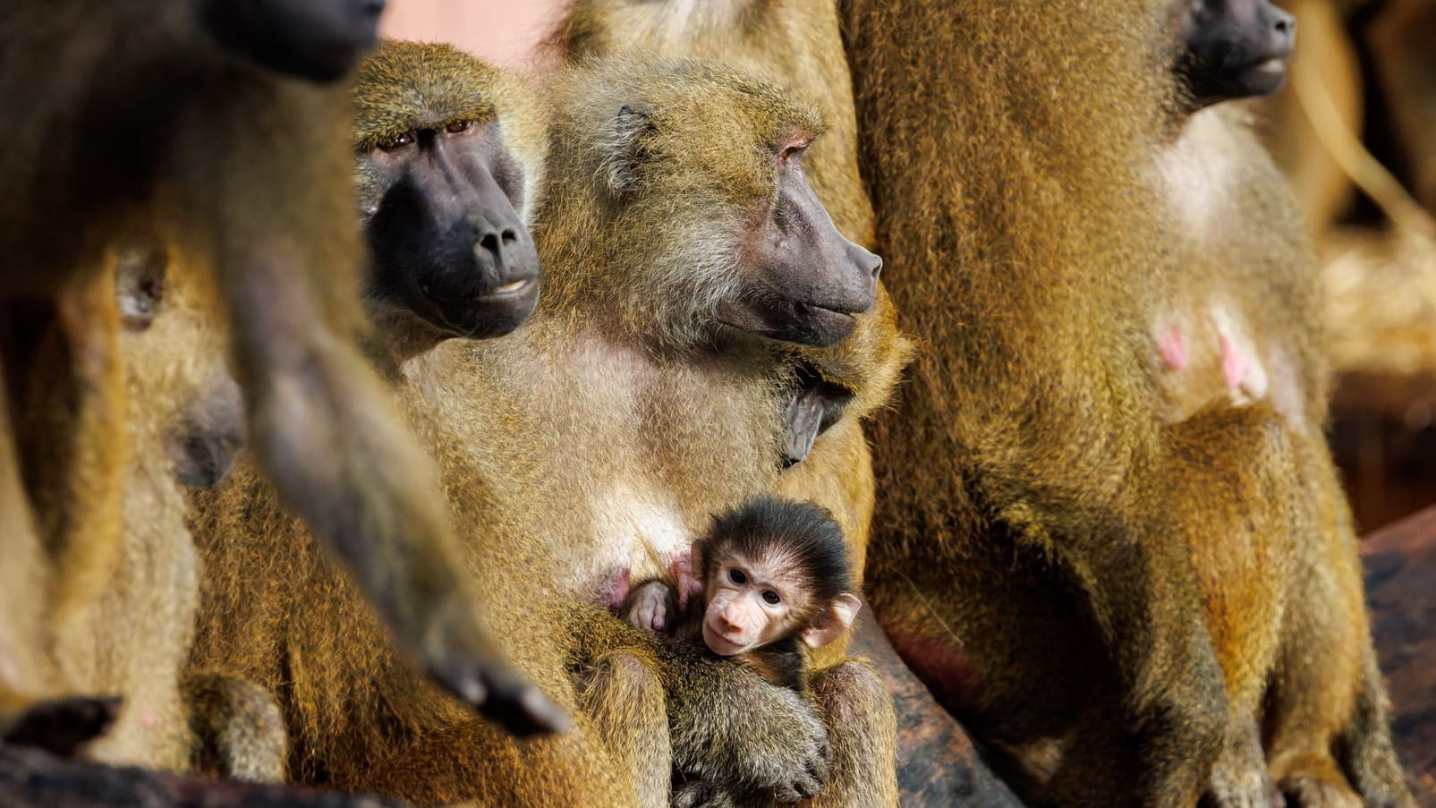 Die Guinea-Paviane in Nürnberg: Wenn es nach dem Willen des Zoos geht, könnte ein Teil von ihnen sterben müssen. Die Guinea-Paviane in Nürnberg: Wenn es nach dem Willen des Zoos geht, könnte ein Teil von ihnen sterben müssen.