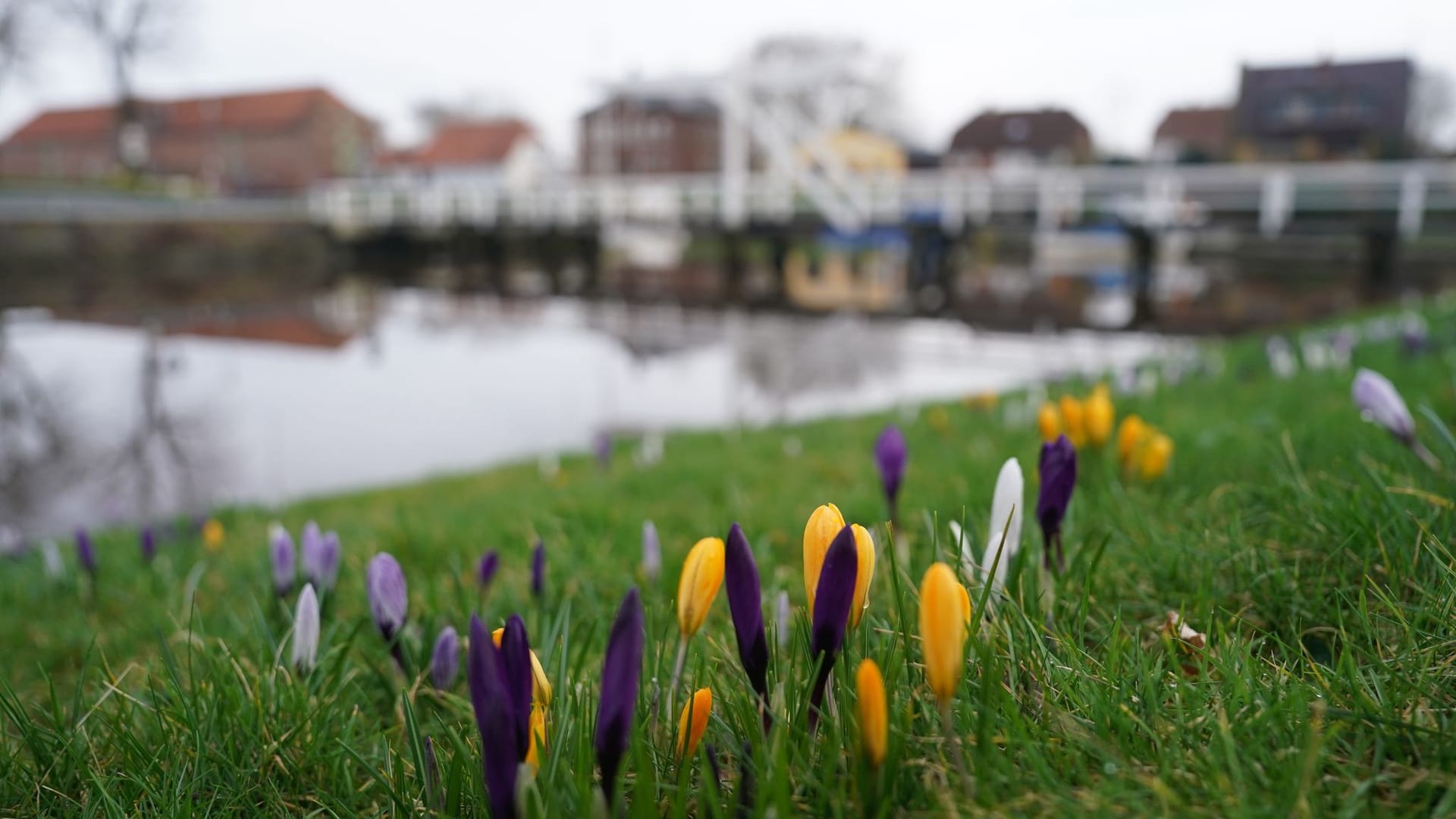 Krokusse im historischen Hafen