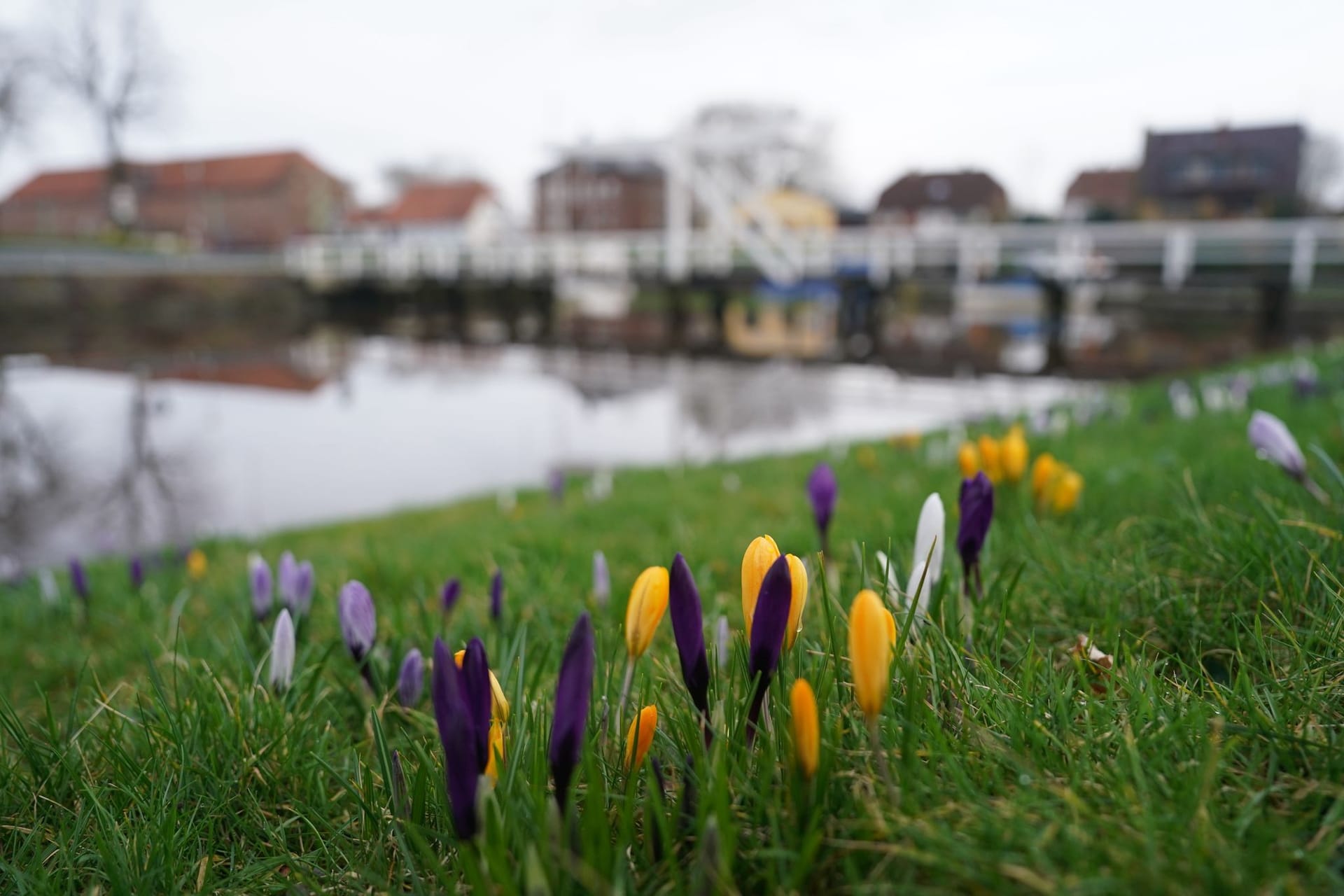 Krokusse im historischen Hafen