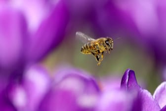 Frühlingsgefühle: Im Siegerland sind im Februar 2024 bereits die Bienen unterwegs.
