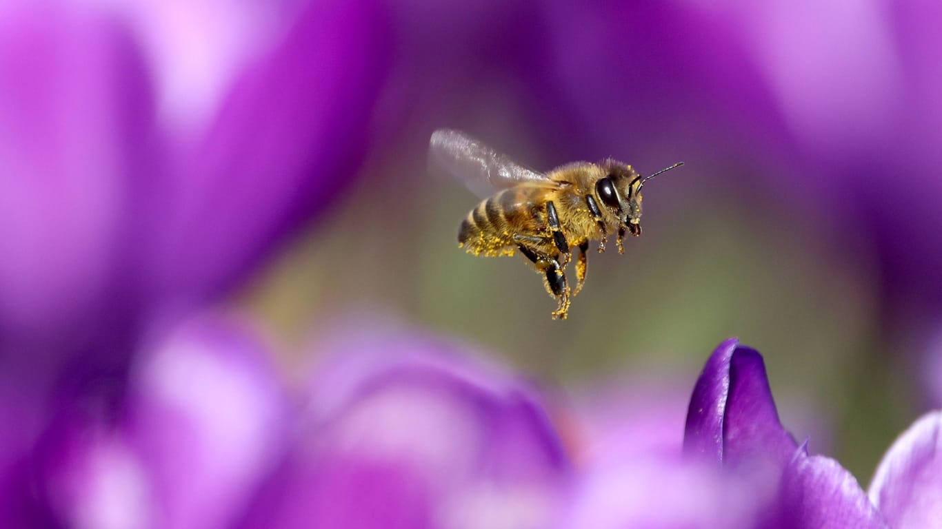 Frühlingsgefühle: Im Siegerland sind im Februar 2024 bereits die Bienen unterwegs.