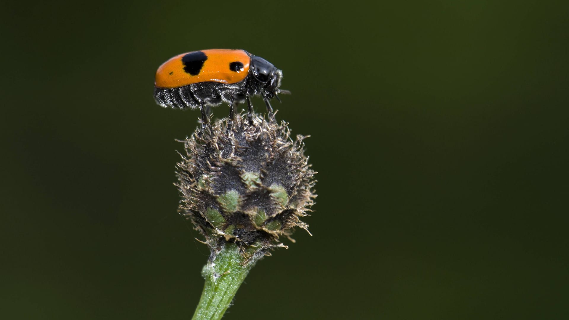 Die Naturschutzgebiete Frankfurts: Wer am Enkheimer Ried unterwegs ist, kann so manch einem Blattkäfer (Symbolbild) begegnen. Die Naturschutzgebiete Frankfurts: Wer am Enkheimer Ried unterwegs ist, kann so manch einem Blattkäfer (Symbolbild) begegnen.
