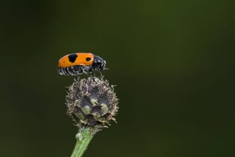 Die Naturschutzgebiete Frankfurts: Wer am Enkheimer Ried unterwegs ist, kann so manch einem Blattkäfer (Symbolbild) begegnen.