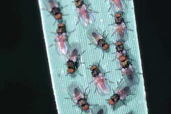 Männliche Kriebelmücken (Simuliidae): Das Klima in Deutschland könnte eine Ausbreitung der Insekten begünstigen.
