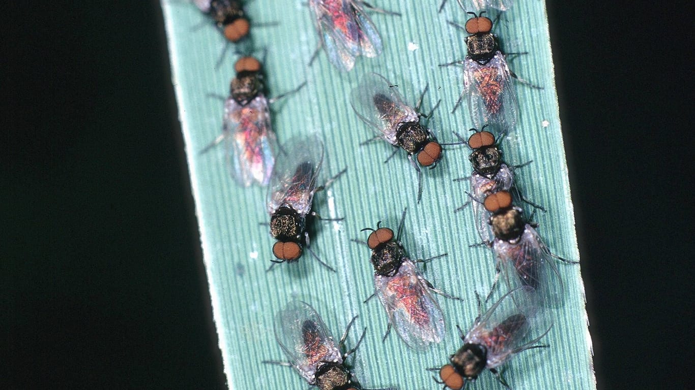 Männliche Kriebelmücken (Simuliidae): Das Klima in Deutschland könnte eine Ausbreitung der Insekten begünstigen.