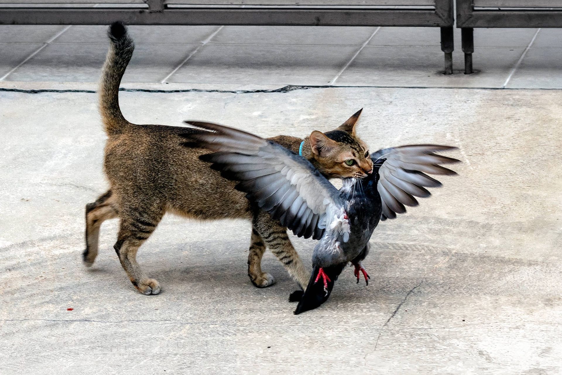 Katze hat Taube im Mund (Symbolbild): In Limburg dürfen die Bürger entscheiden, was mit den Tauben passieren soll.