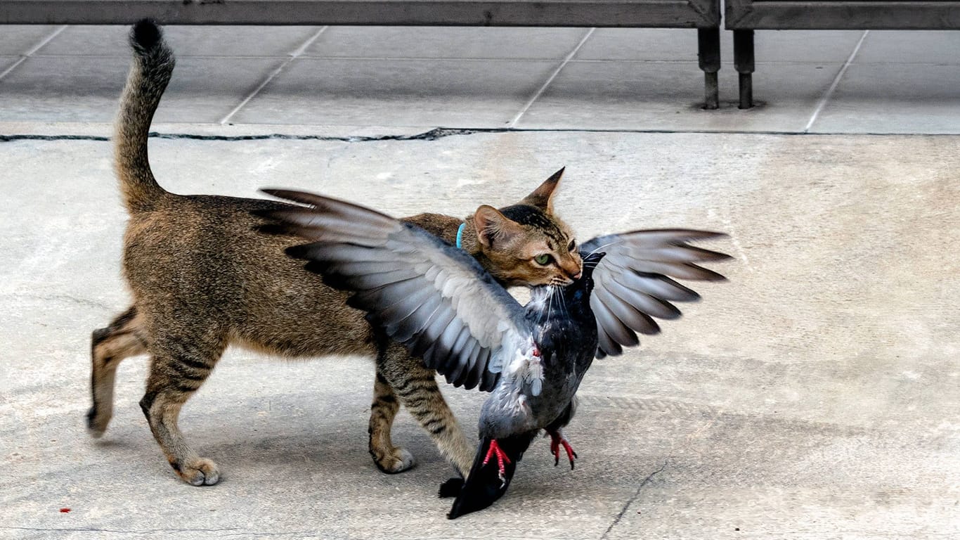 Katze hat Taube im Mund (Symbolbild): In Limburg dürfen die Bürger entscheiden, was mit den Tauben passieren soll.