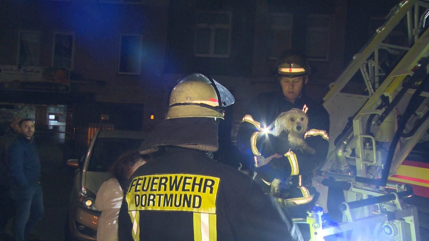 Auf dem Arm ist er in Sicherheit: Ein Feuerwehrmann brachte den Hund behutsam nach unten.