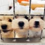 Tierheime sind überlastet: Kann Hundeführerschein Situation verbessern?