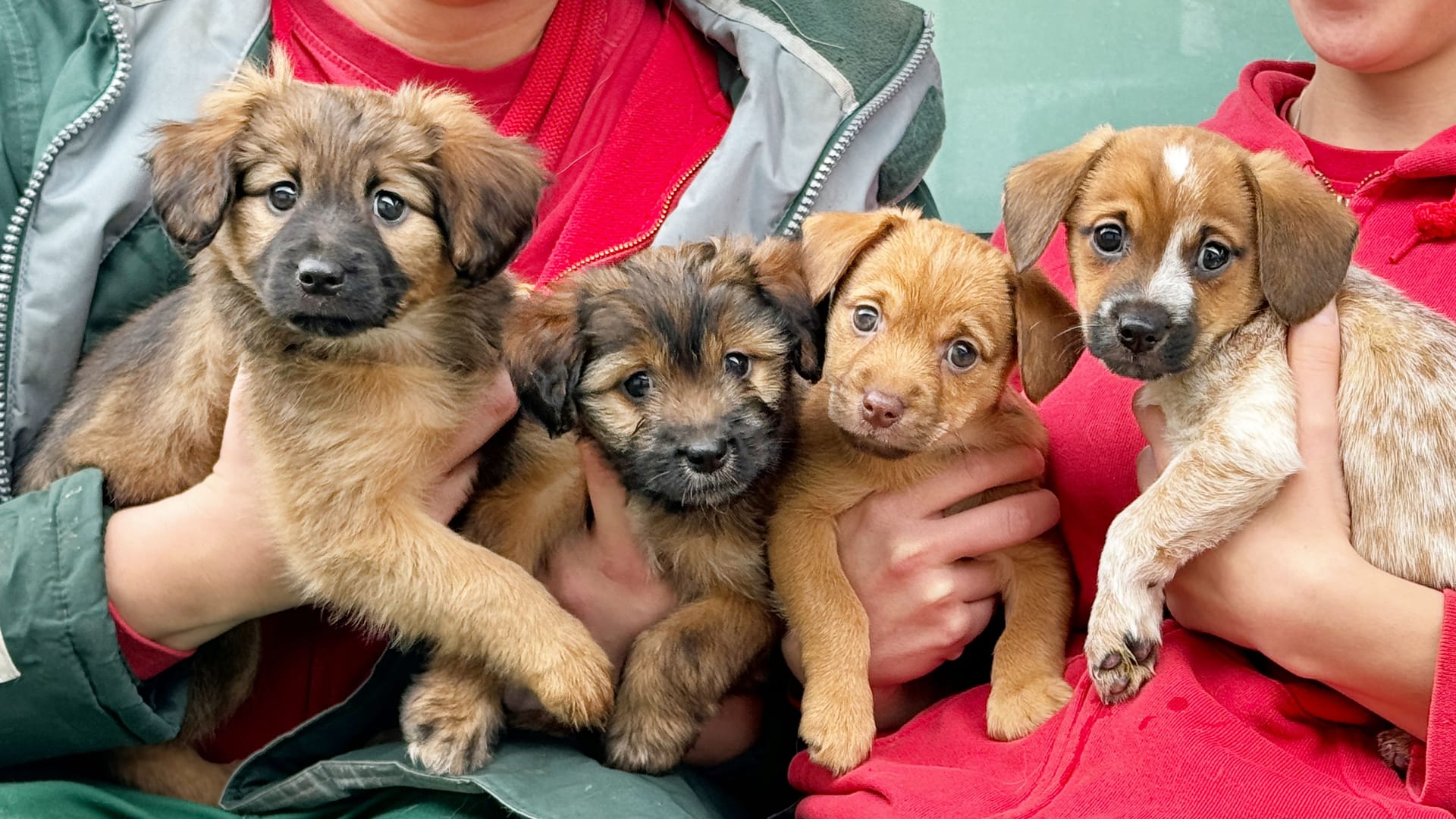 Hundewelpen: Erst vor wenigen Tagen wurden sie vor dem Tierheim Berlin ausgesetzt.