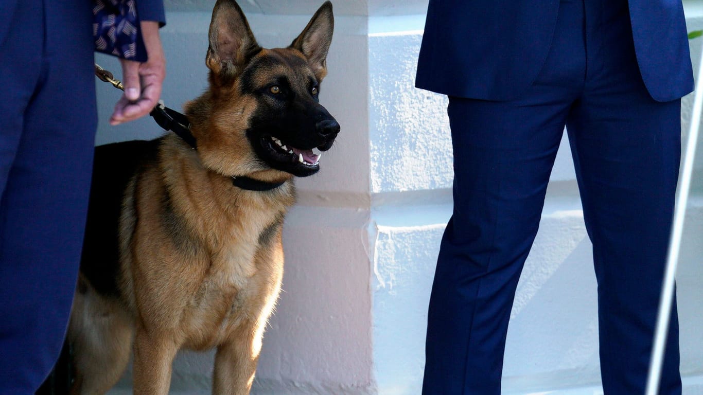 Joe Bidens deutscher Schäferhund Comamander (Archivbild): Durch Angriffe des Hundes des Präsidenten wurden Agenten des Secret Service zum Teil schwer verletzt.