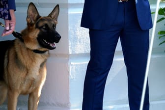 Joe Bidens deutscher Schäferhund Comamander (Archivbild): Durch Angriffe des Hundes des Präsidenten wurden Agenten des Secret Service zum Teil schwer verletzt.