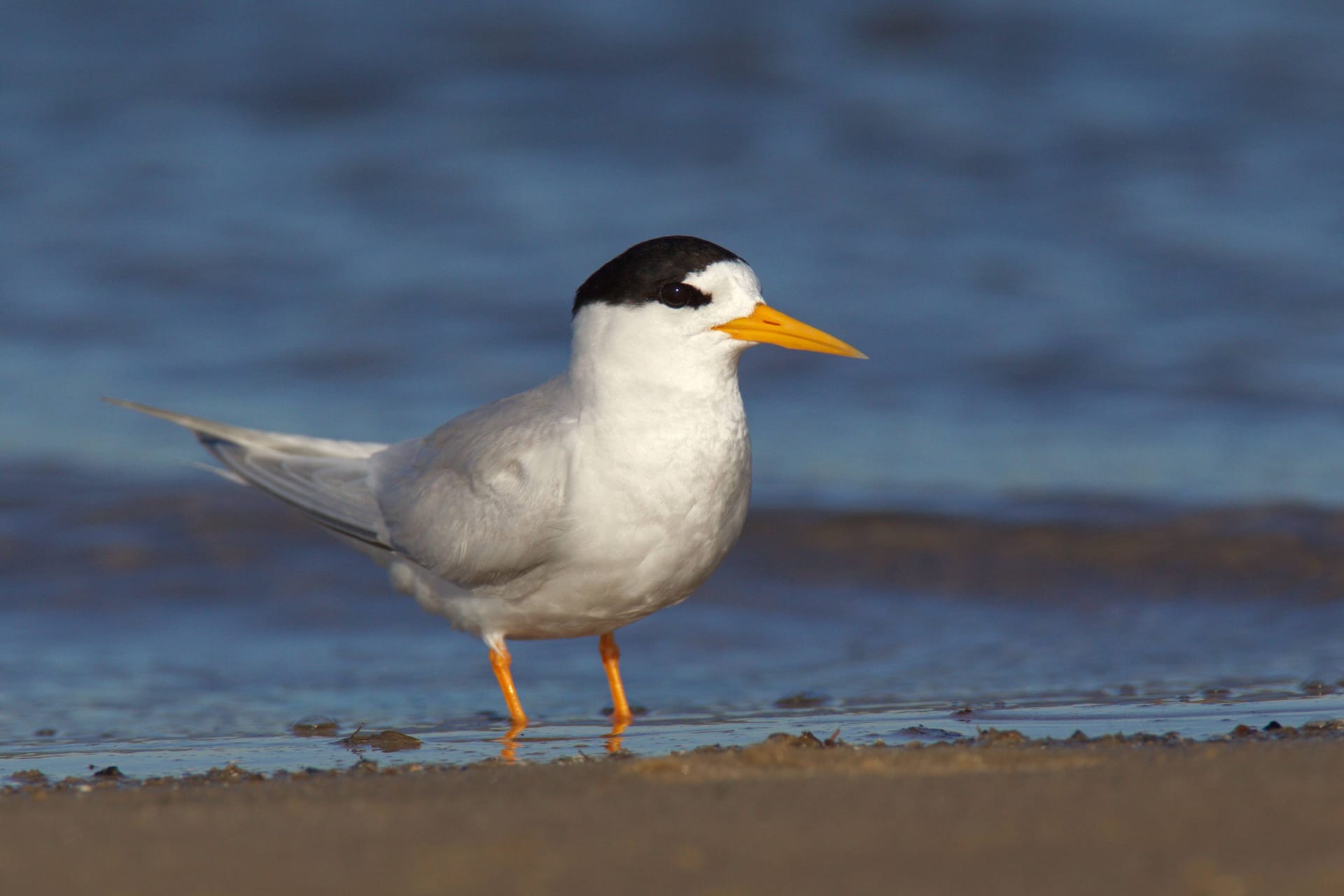 Eine Australseeschwalbe: Das kleine Tier ist der seltenste Vogel Neuseelands.