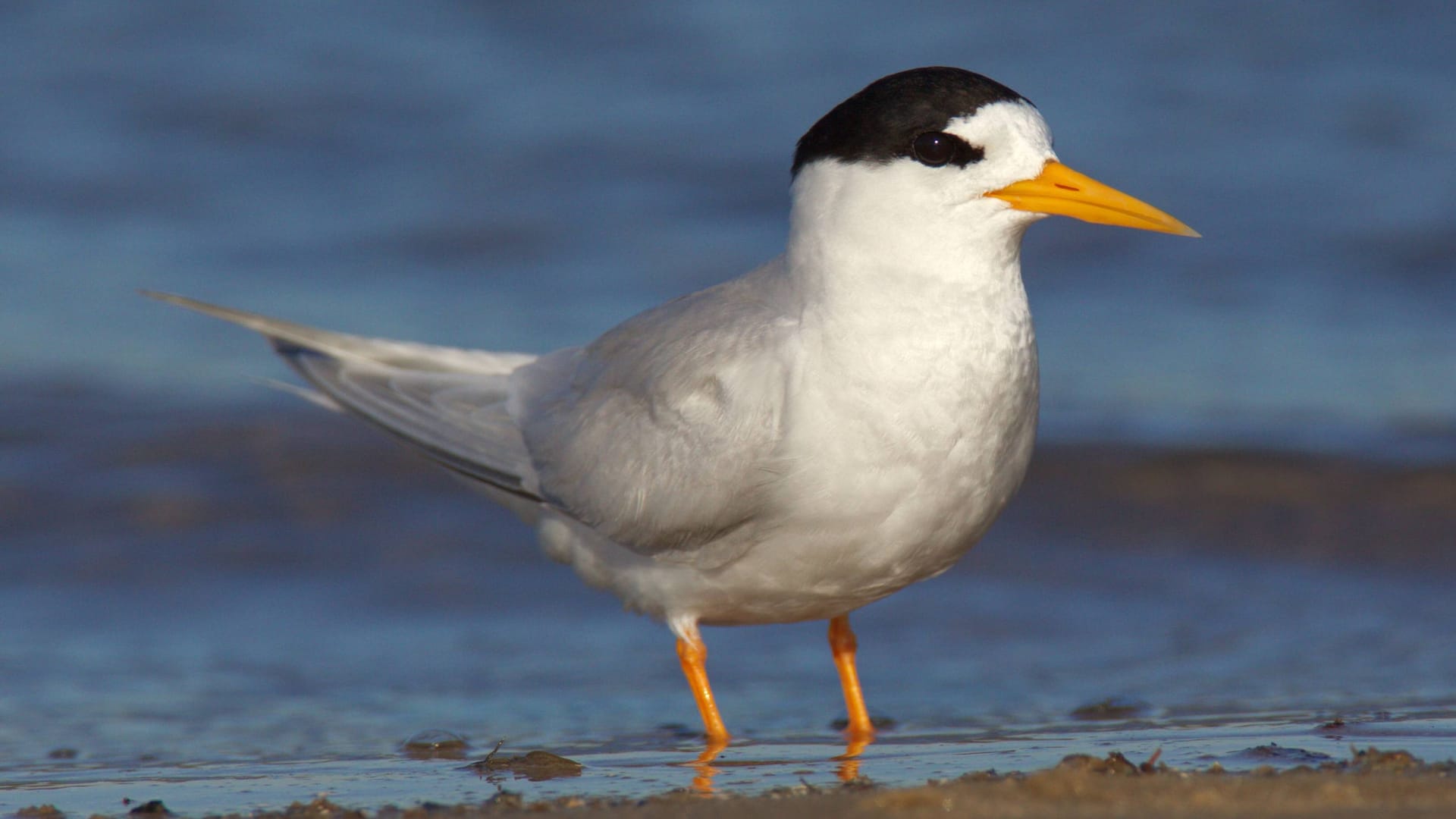 Eine Australseeschwalbe: Das kleine Tier ist der seltenste Vogel Neuseelands.